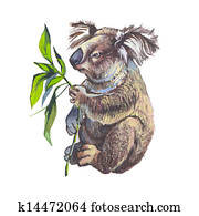 koala koala