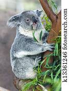 koala koala