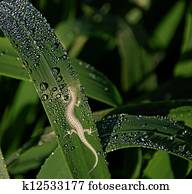 Lagarto, en, el, pasto o césped Colección de imágen | k59282830