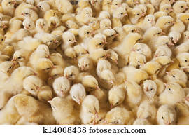 Large group of baby chicks on chicken farm