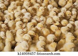 Large group of baby chicks on chicken farm