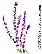 Lavender flower Lavender flower