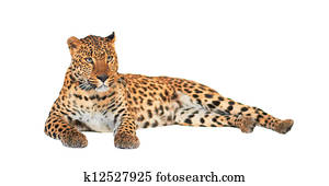 Leopard Leopard