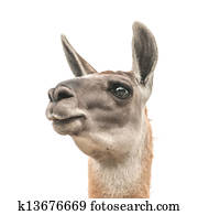 llama llama
