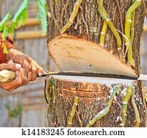 Tamarind tree Tamarind pod Stock Image | k14453063 ...