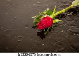 lost love and death concept lost love and death concept