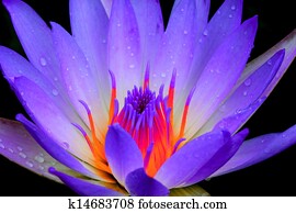 Lotus Lotus