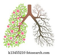 Lungs. Effect after smoking and disease