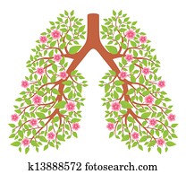 	lungs, saudável