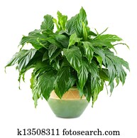 Lush, shiny indoor plant