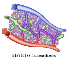 Lymphatic system Lymphatic system