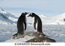 Male and female Gentoo penguins on the slope.