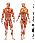 Male and Female muscular skeletal Male and Female muscular skeletal