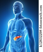 Male pancreas - cancer Male pancreas - cancer