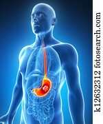Male stomach - cancer Male stomach - cancer