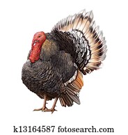 Male Turkey standing with big tail. Male Turkey standing with big tail.