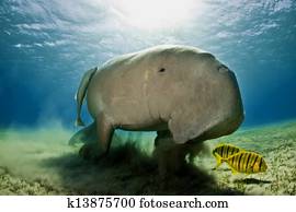 manatee manatee