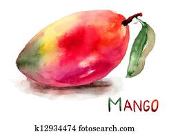 Mango fruit Mango fruit