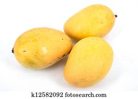 mango mango