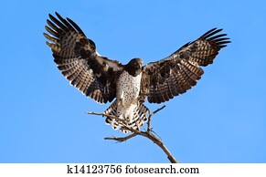 Martial eagle landing on perch
