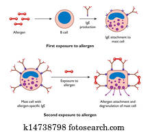 mastro, célula, ação, durante, alergia