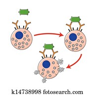mecanismo, de, alimento, alergia
