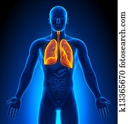 Medical Imaging - Organs - Lungs Medical Imaging - Organs - Lungs