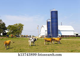 Milk Farm Milk Farm