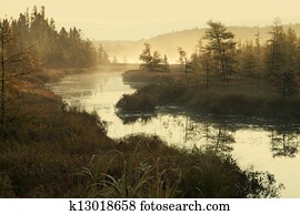 Misty river and pines in early morning light Misty river and pines in early morning light