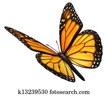 Monarch Butterfly Angled Monarch Butterfly Angled