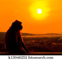 monkey monkey