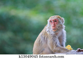 Monkey Monkey