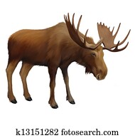 Moose. Adult male elk. Moose. Adult male elk.