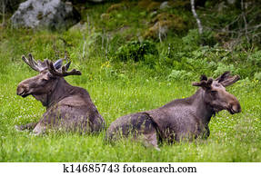 Moose in Sweden Moose in Sweden
