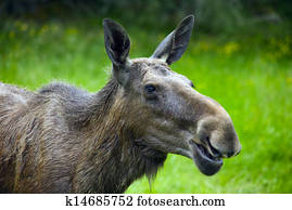 Moose in Sweden Moose in Sweden