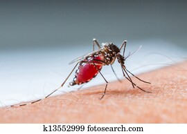 Mosquito sucking blood set B-3 Mosquito sucking blood set B-3
