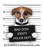 mugshot, cão