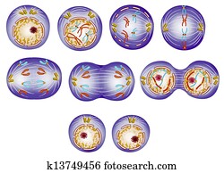 Multiplication and cell cycle Multiplication and cell cycle