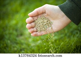 mão, plantar, capim, sementes