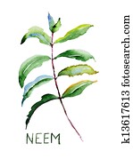 Neem leaves Neem leaves