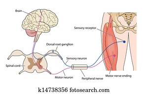 Nerve control of muscle Nerve control of muscle