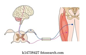 Nerve control of muscle Nerve control of muscle
