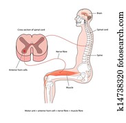 nervosa, controle, de, músculo