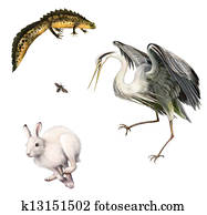newt, lebre, mosca, heron cinzento