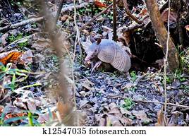Armadillo Stock Images | Our Top 1000+ Armadillo Photos | Fotosearch
