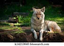 norte-americano, coiote, (Canis, latrans)