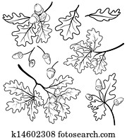 Oak branches with acorns, outline Oak branches with acorns, outline