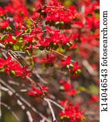 Ochna serrulata Ochna serrulata