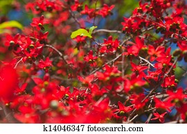 Ochna serrulata Ochna serrulata