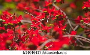 Ochna serrulata Ochna serrulata